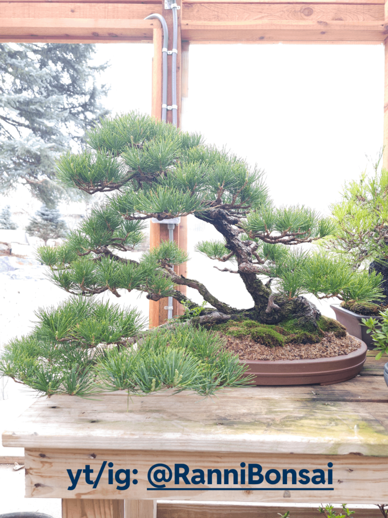 Japanese White Pine in the morning light Japanese White Pine in the morning light