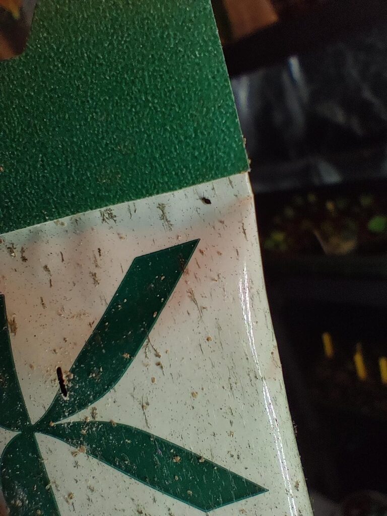 Aphids?