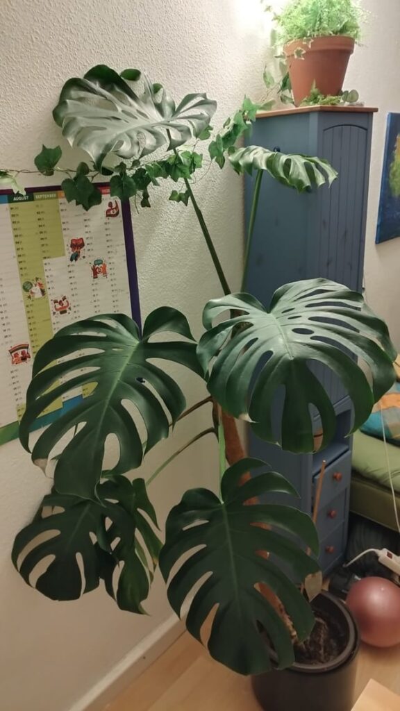 My uncle died and  I didn't want to see this guy die - What can I do to save it?