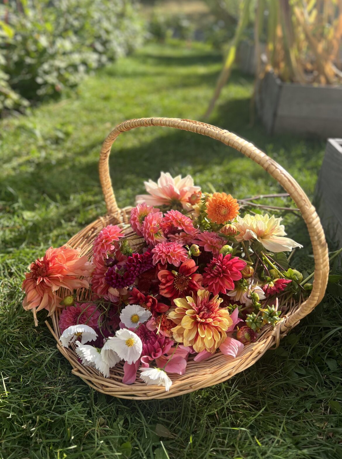 Favorite Purple & Yellow Dahlia Varieties???