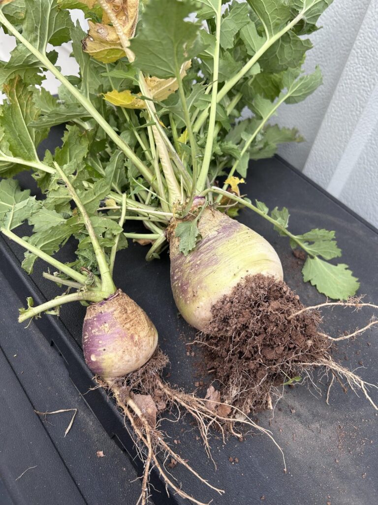 Found growing above ground in my yard, Atlanta GA