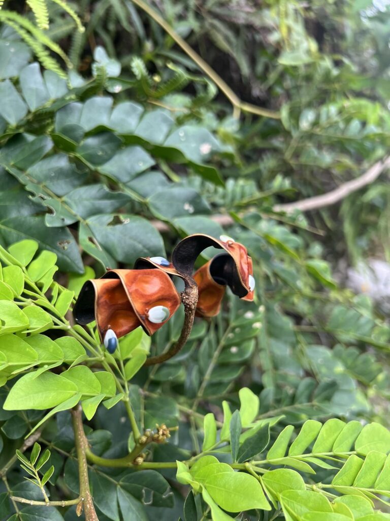 Found in Ubatuba, SP, Brazil