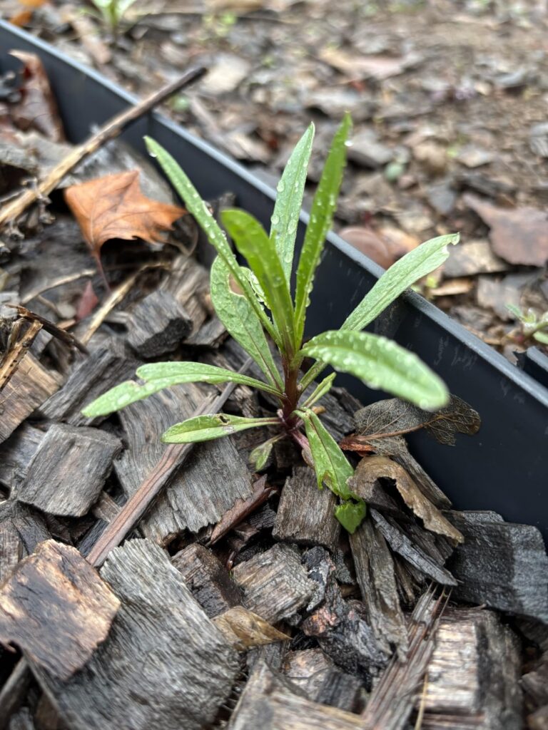 What is taking over my yard? What is taking over my yard?