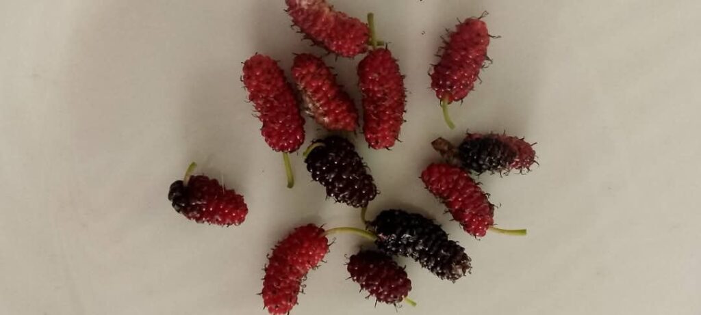 i have a tree that brings me this kind of fruit. Someone recognice this and tell me if they are eatable?