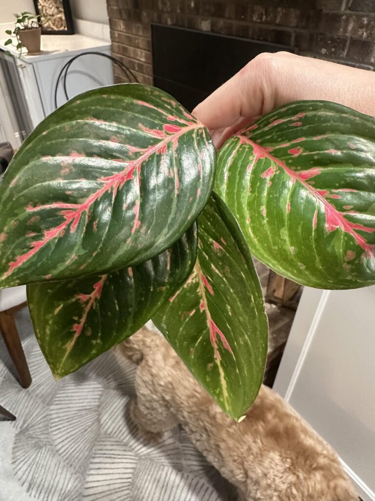 Help me figure out how to propagate this cutting please