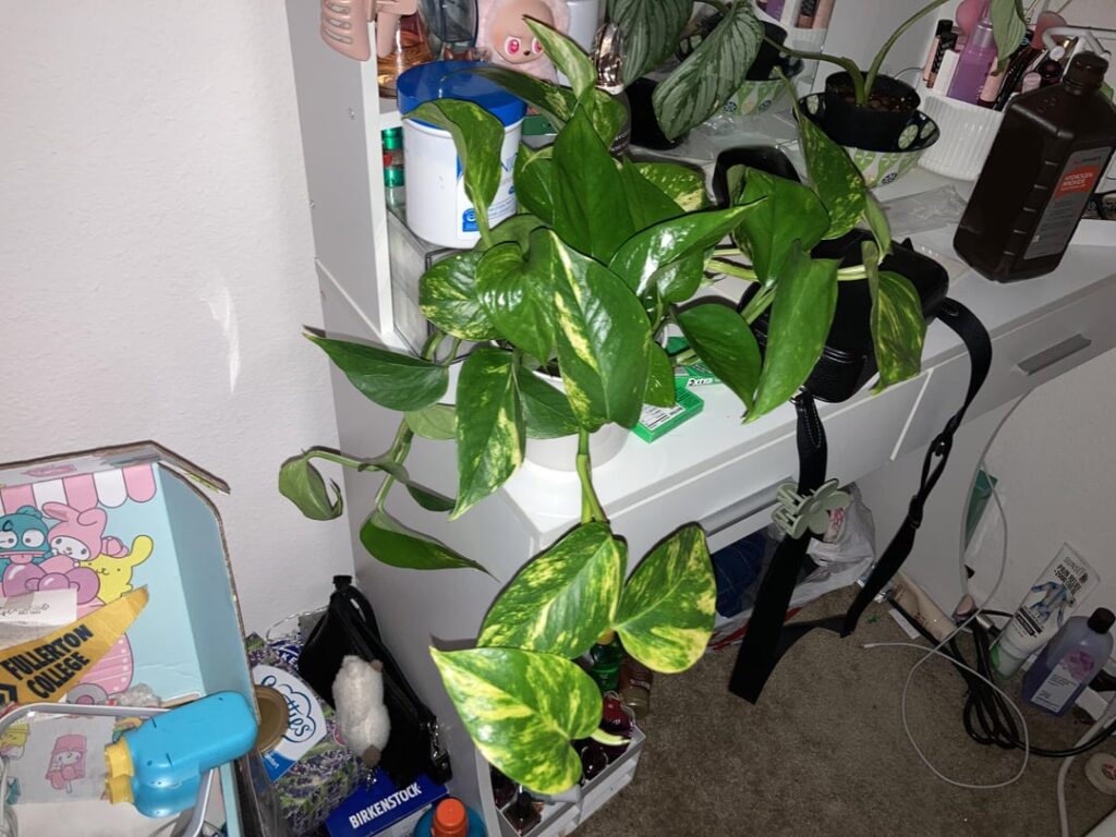 $10 Ralphs find 🖤