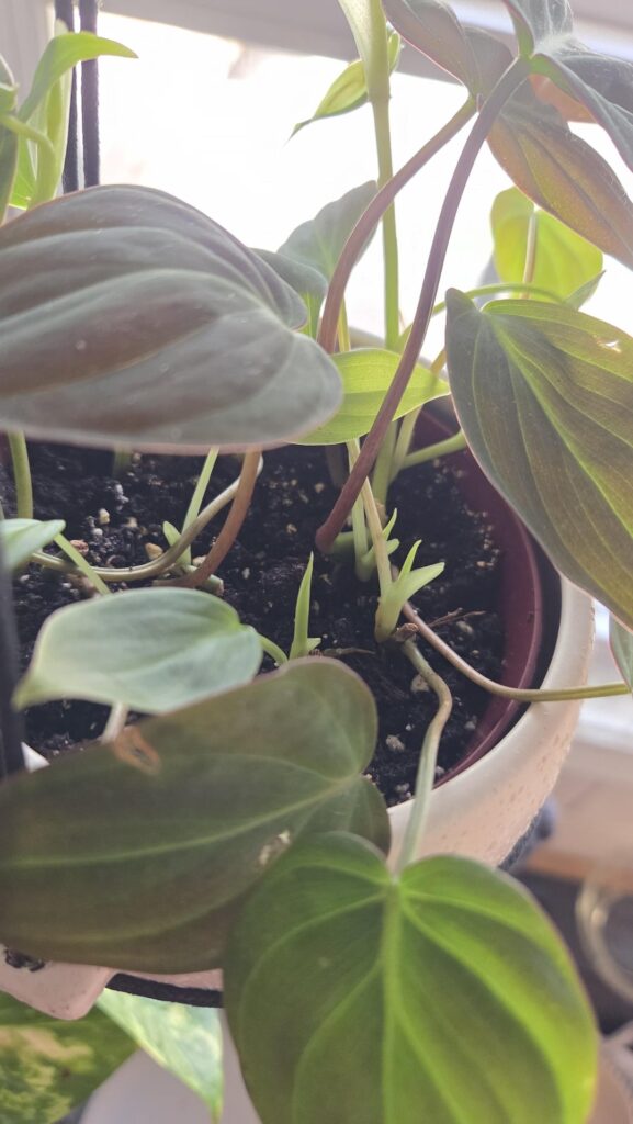 ID Help for this beautiful guy I found at Lowe's! I feel so lucky because it seems healthy and has lots of new growth!