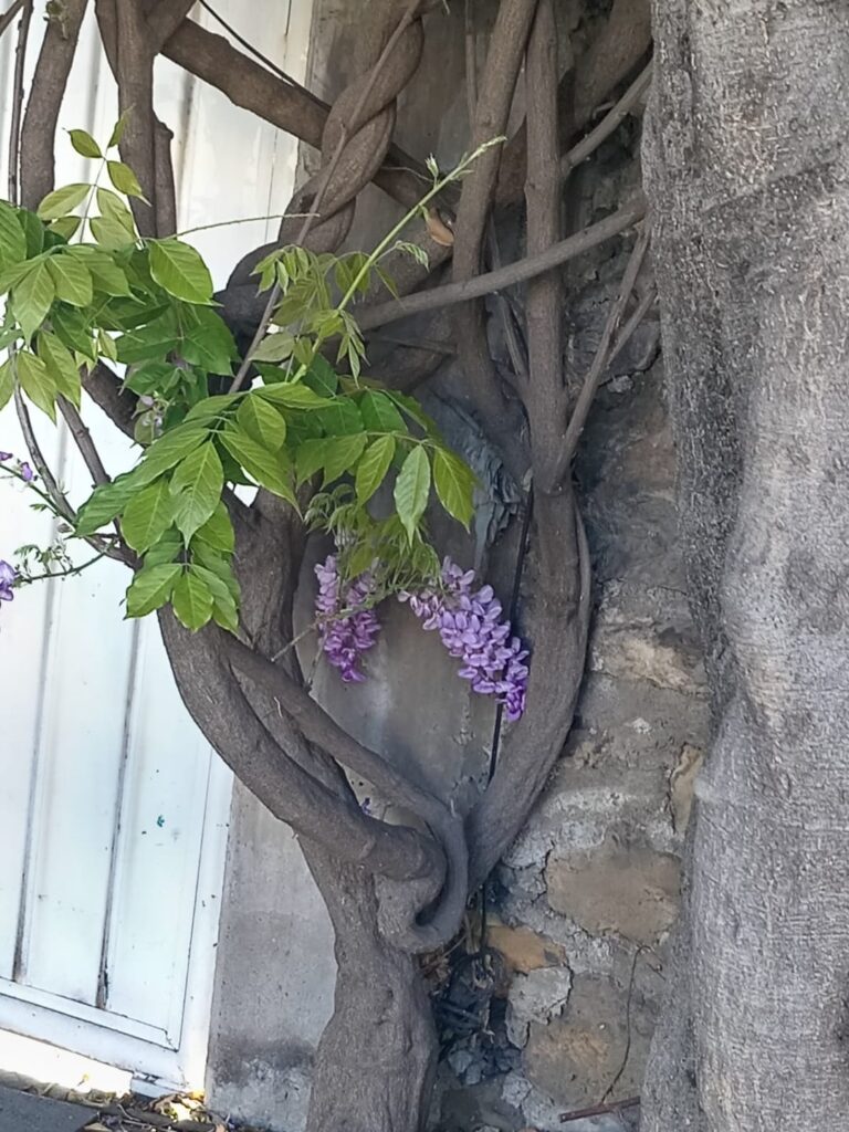 Saw it in someone's house and idk what it is