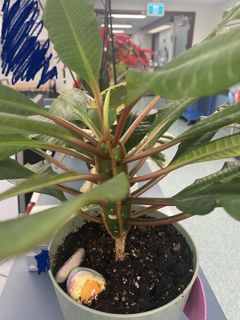 Potted plant in a hospital