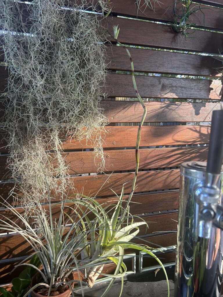 Air plant with a pup like orchid would.