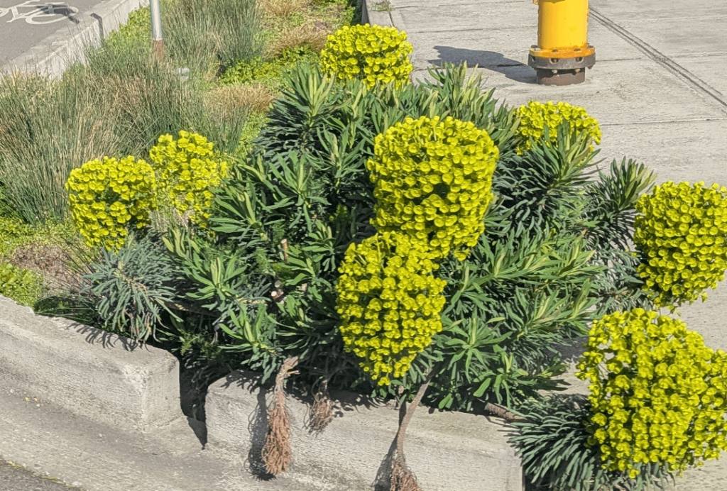 Coming off the ferry I saw this, what's this? It looks cool