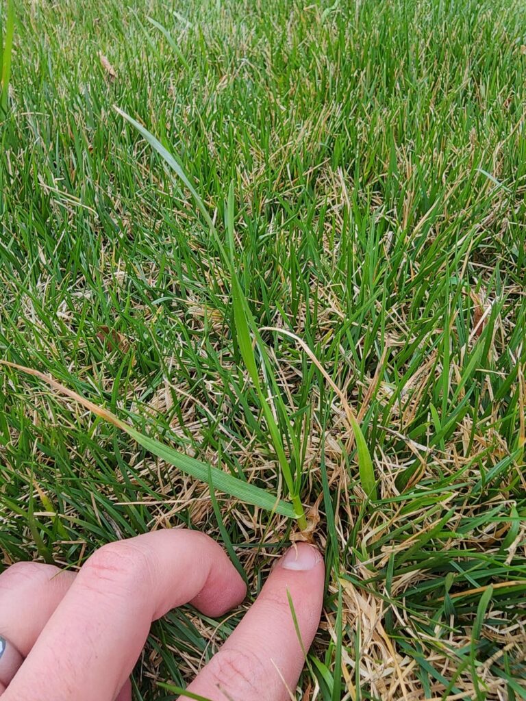 Sedgehammer didn’t work last year. Is this really even nutsedge? Sedgehammer didn't work last year. Is this really even nutsedge?