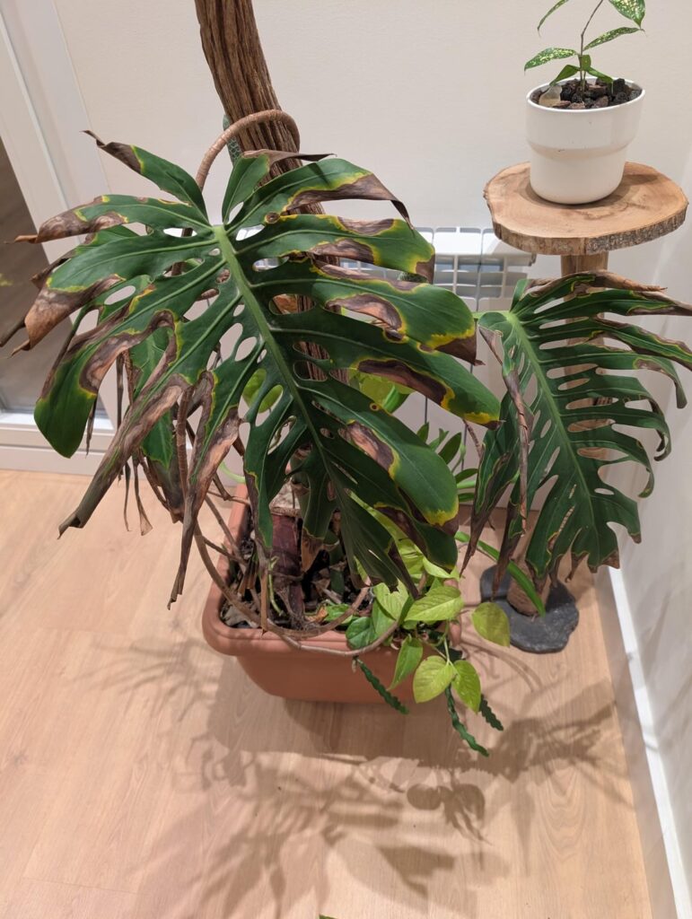 Monstera Dilemma Monstera Dilemma