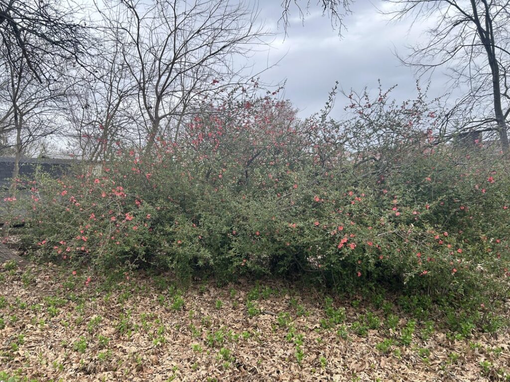 Plant in my backyard started blooming about a week ago. SW KY