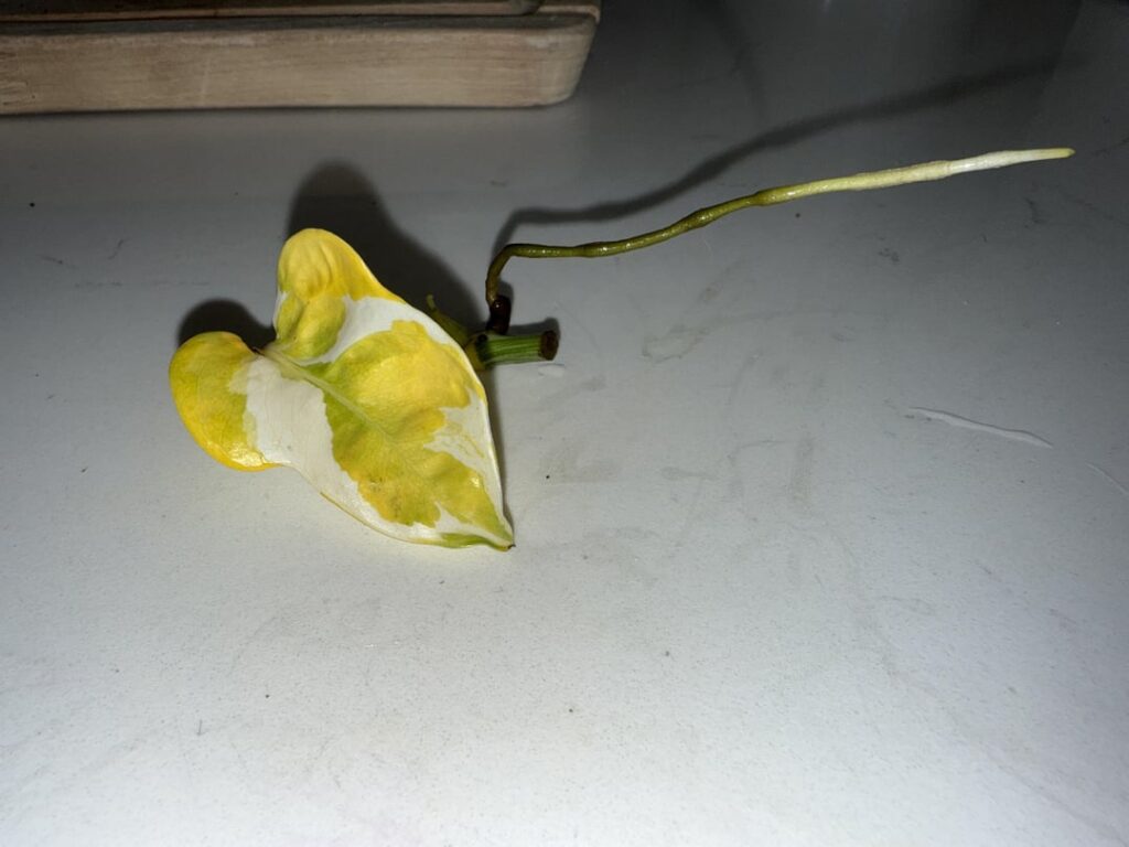 Jade and Pearl pothos turned yellow while propagating.