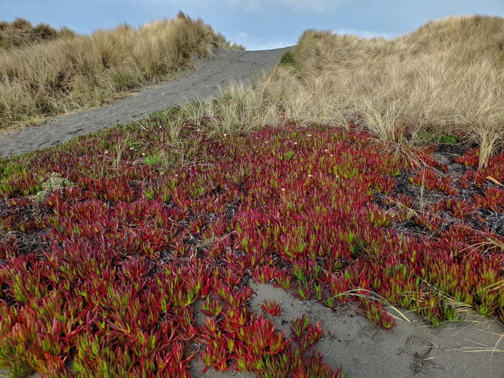 Samoa Beach, CA. What is this plant?