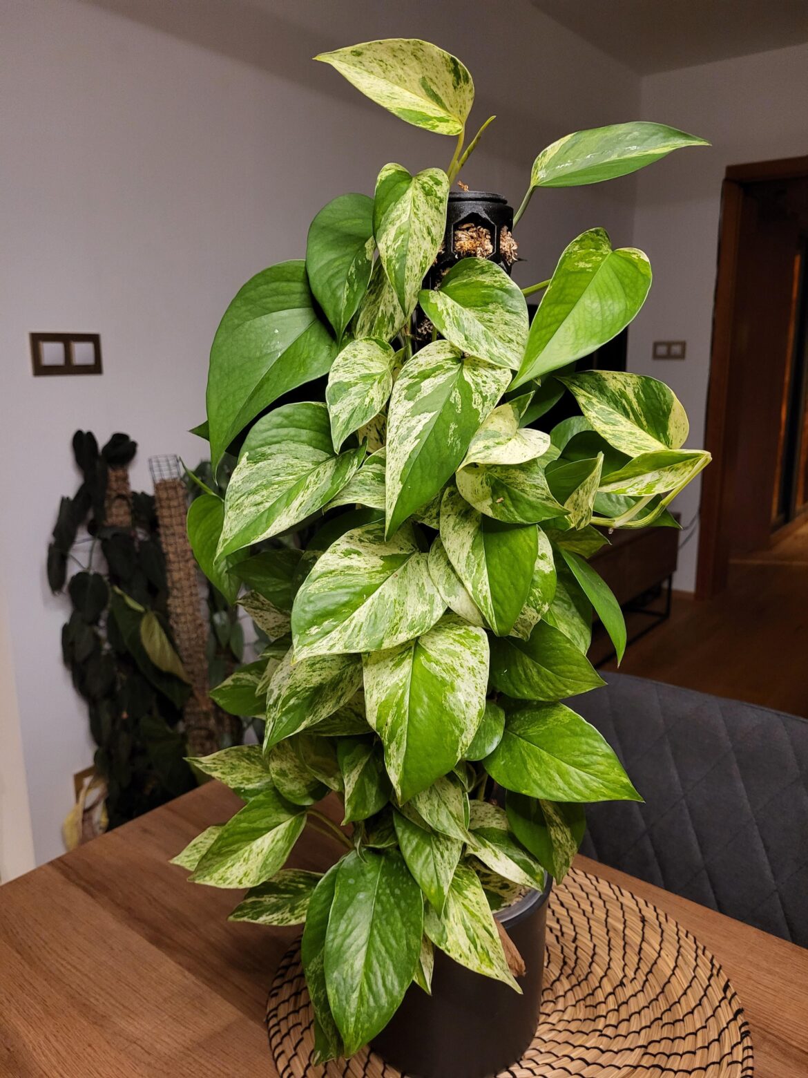 Epipremnum Marble Queen after 1 year