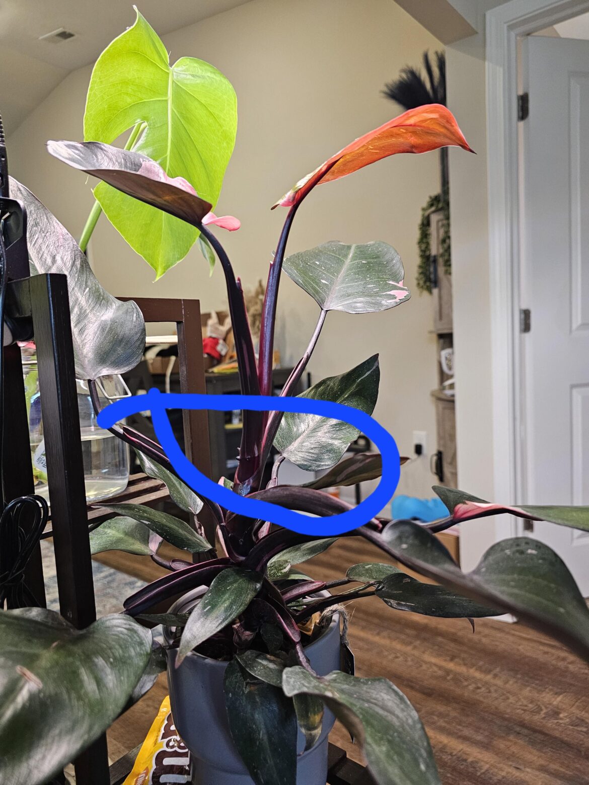 Phylo cutting advice?