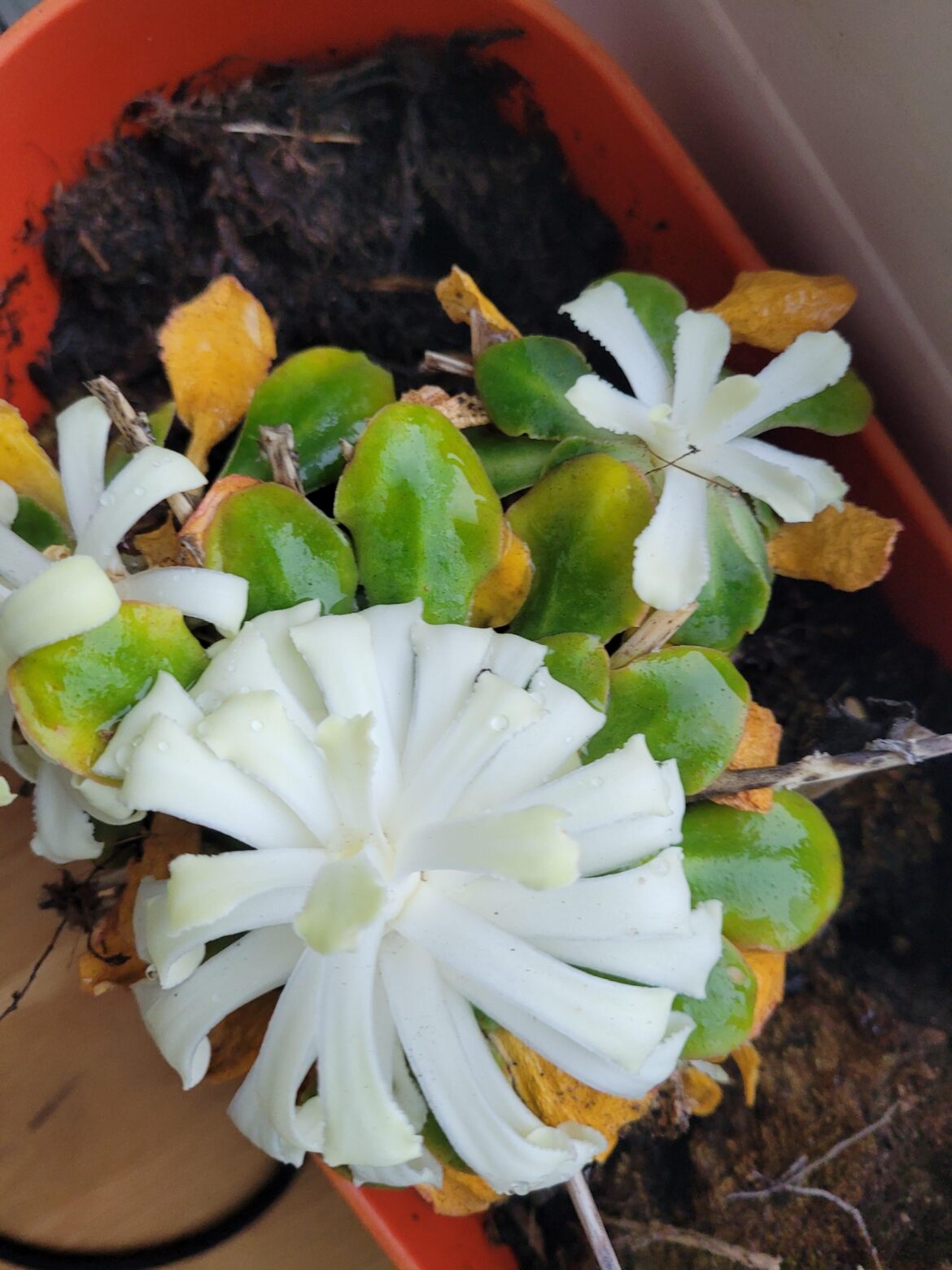 What is this weird white thing on my lewisia cotyledon that grew while it was standing in my dark basement?