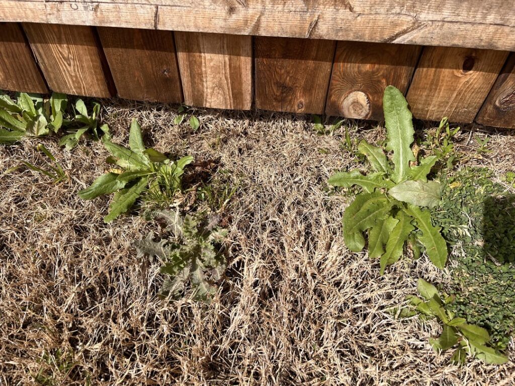 So many different weeds! How to get red if the’? So many different weeds! How to get red if the’?