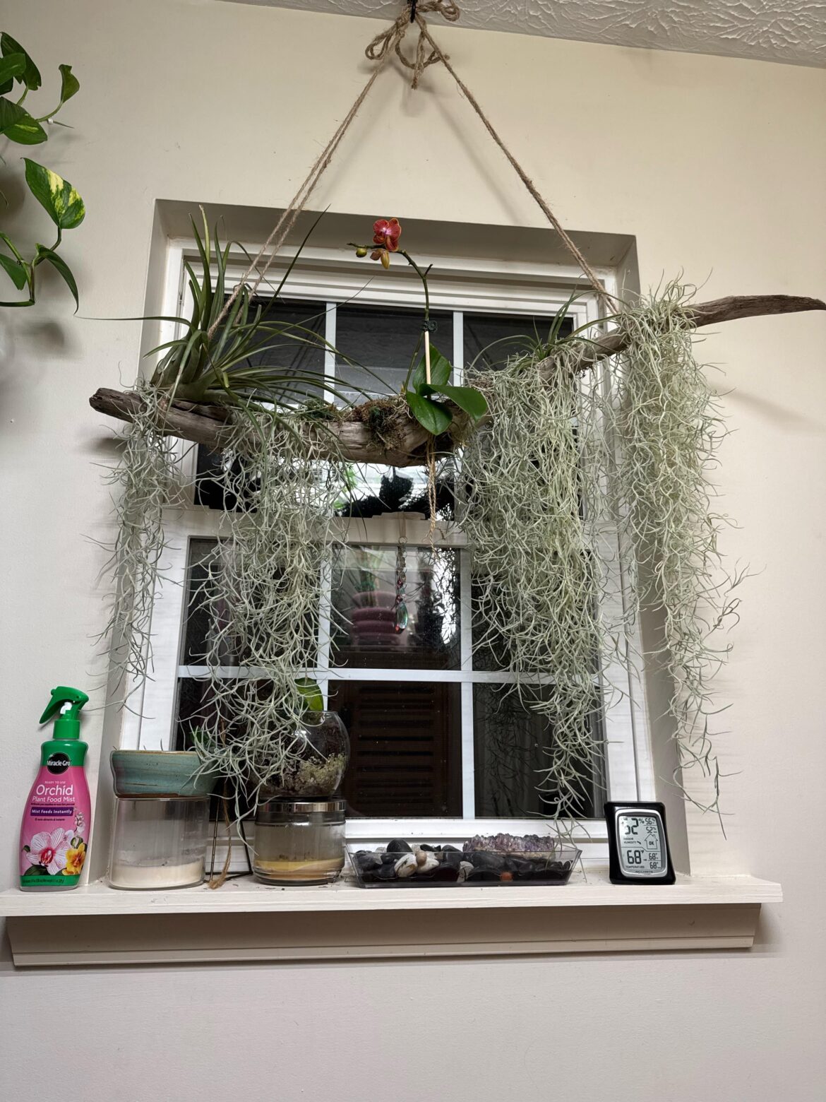Suggestions for my air plant/orchid display? Suggestions for my air plant/orchid display?