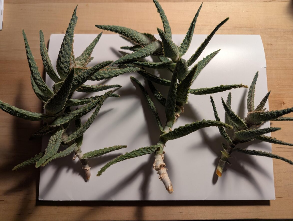 How much should I trim these back before planting?