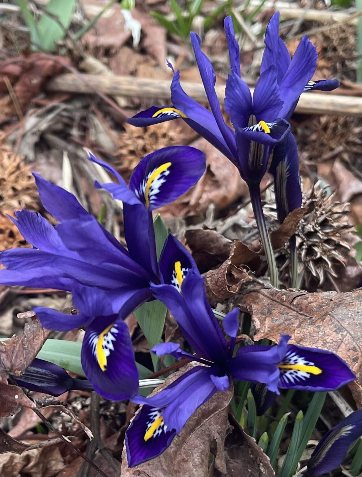 What is this plant that started growing in my backyard?