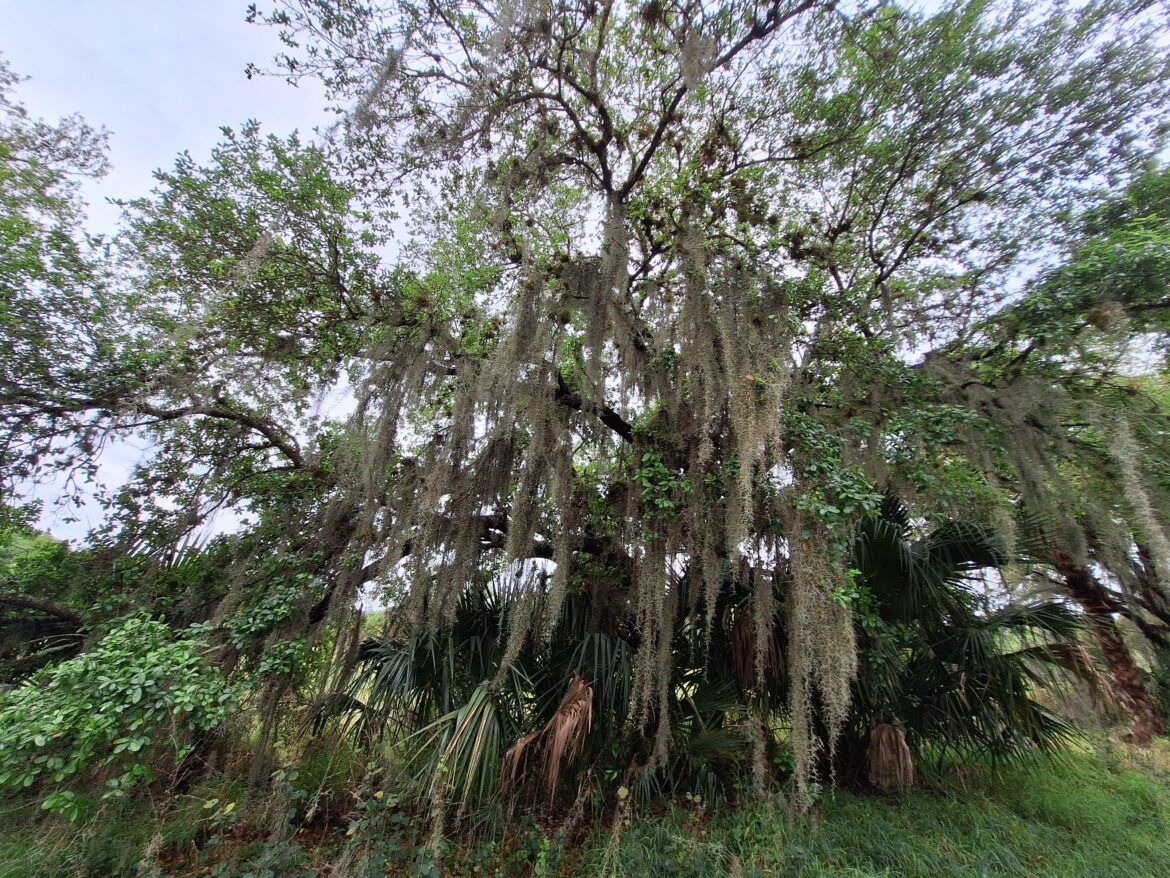 More of that Spanish Moss
