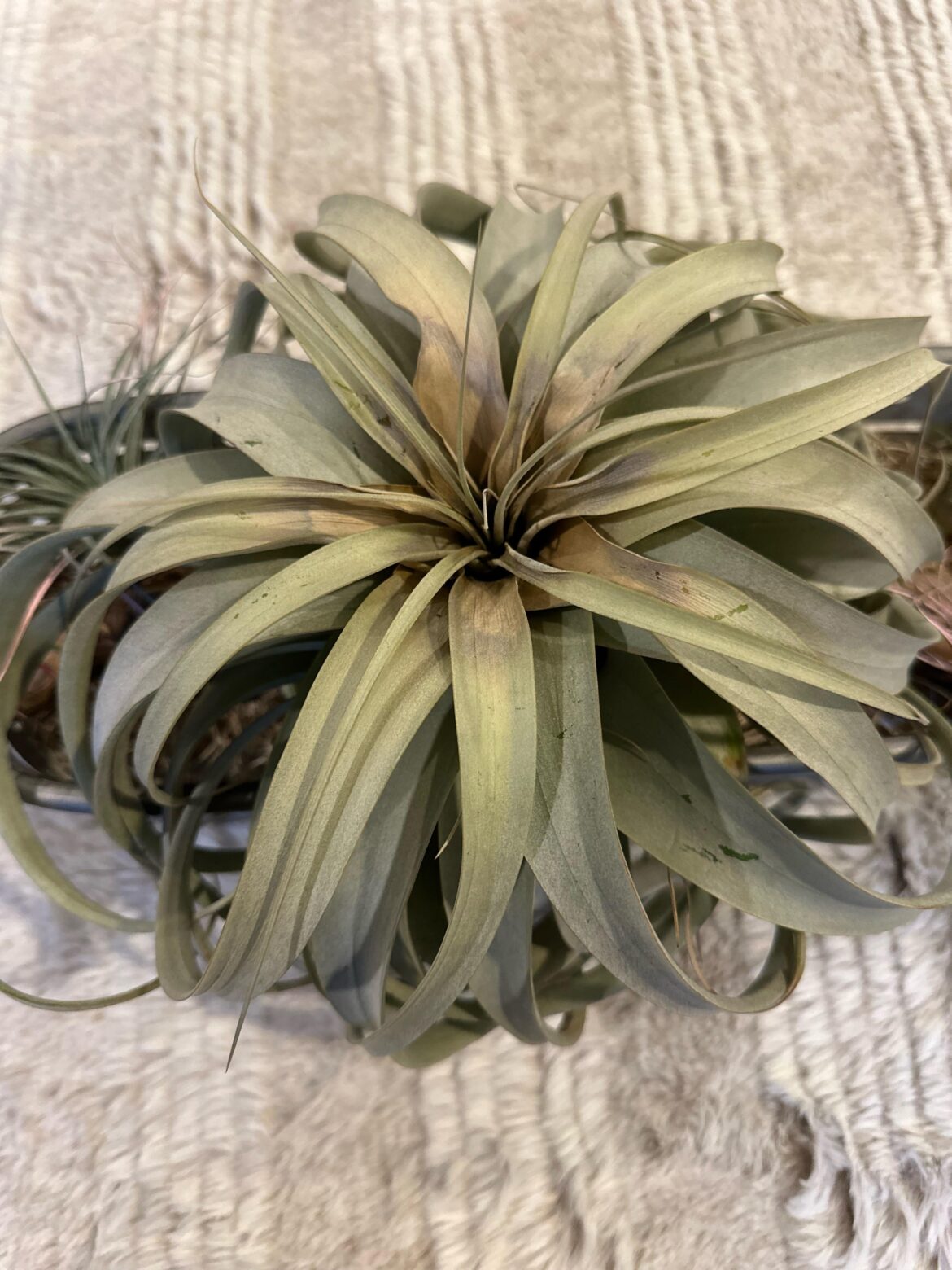 Follow up question…brown center, what am I doing wrong…now what? Follow up question…brown center, what am I doing wrong…now what?