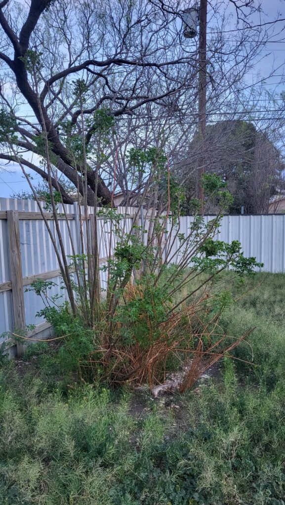 This is blooming in my backyard in Texas