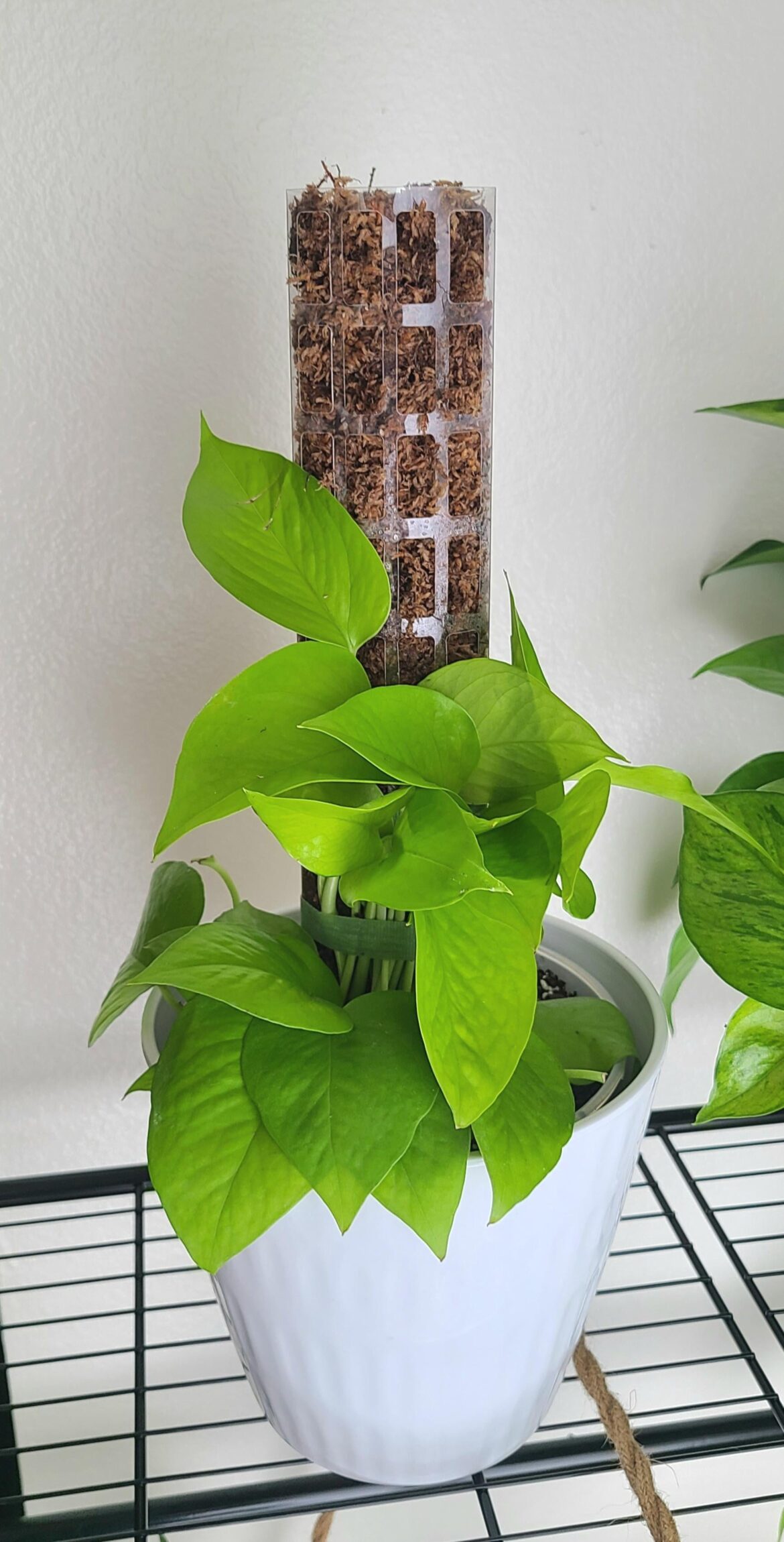 Gave my neon pothos a moss pole today