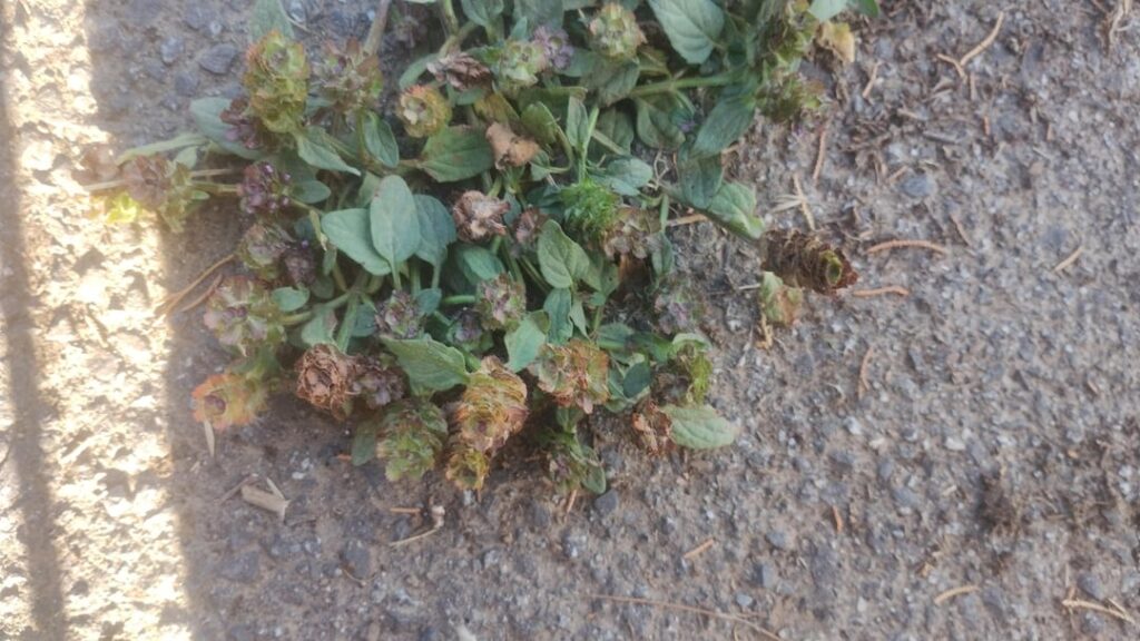 Weed Identification