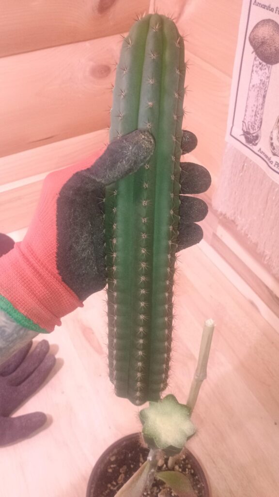 Graft journey.