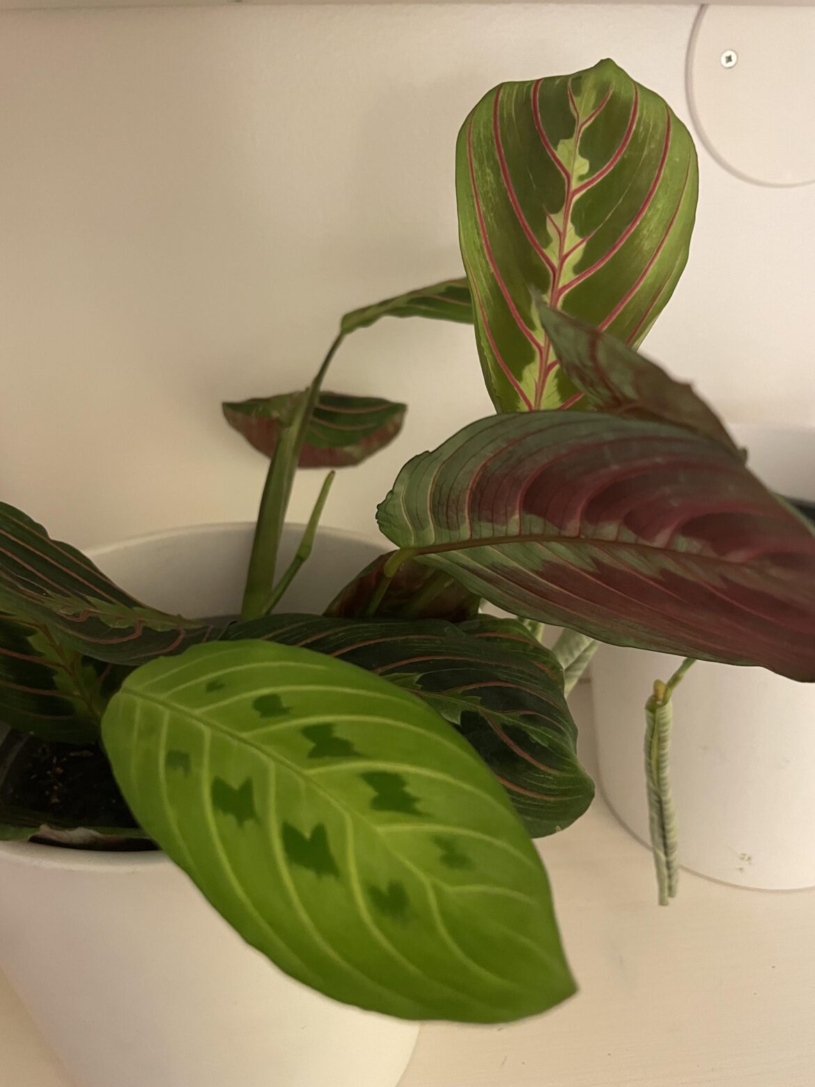 Plant bought at grocery store marketed as Calathea, looks more like Maranta to me?