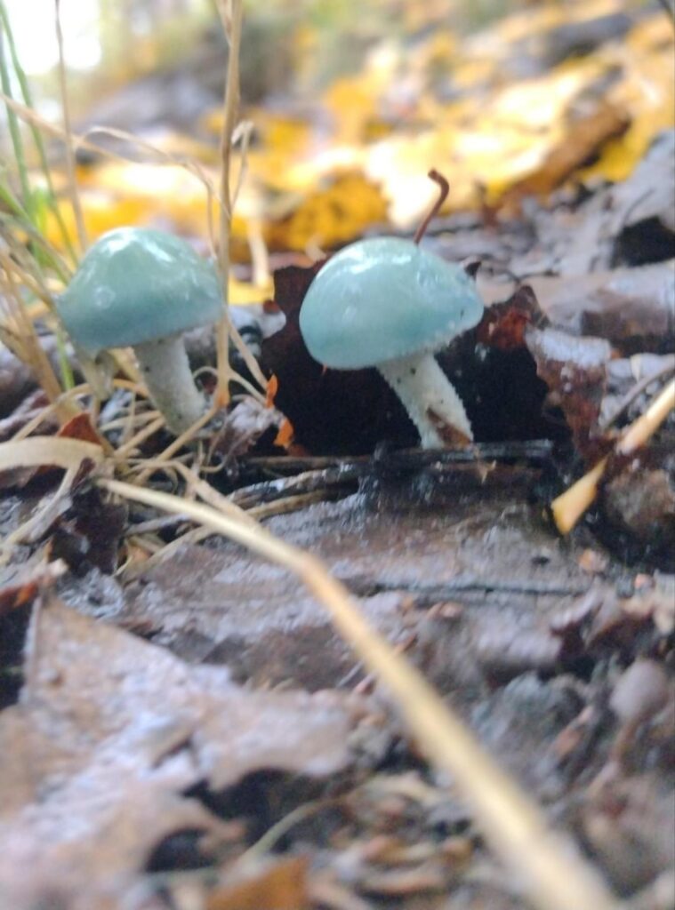What on earth are these blue things?