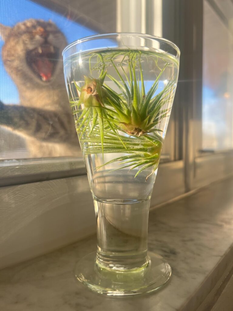 The outdoor kitten is over my shenanigans