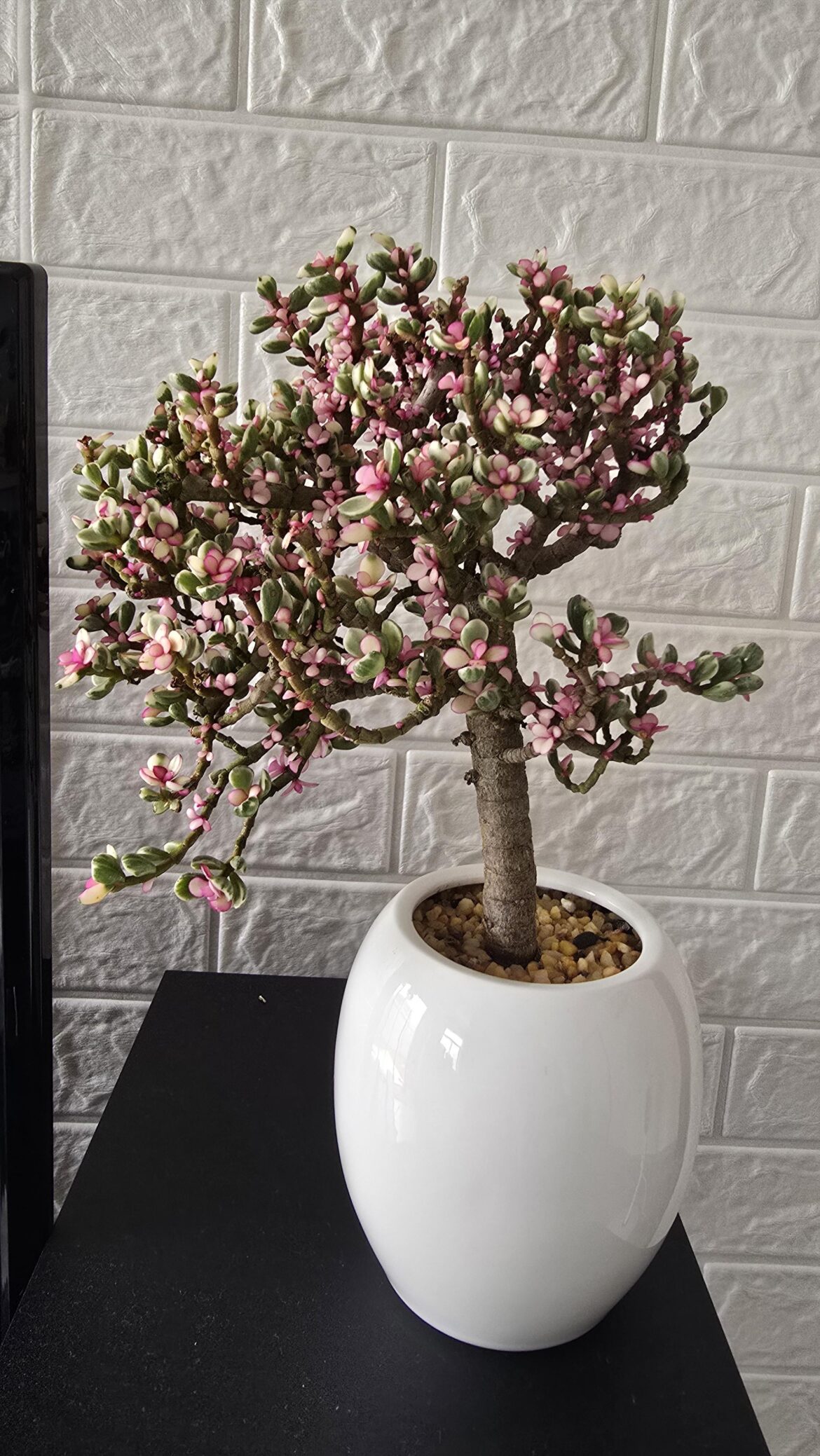 What is this plant with pink and green rubbery leaves?