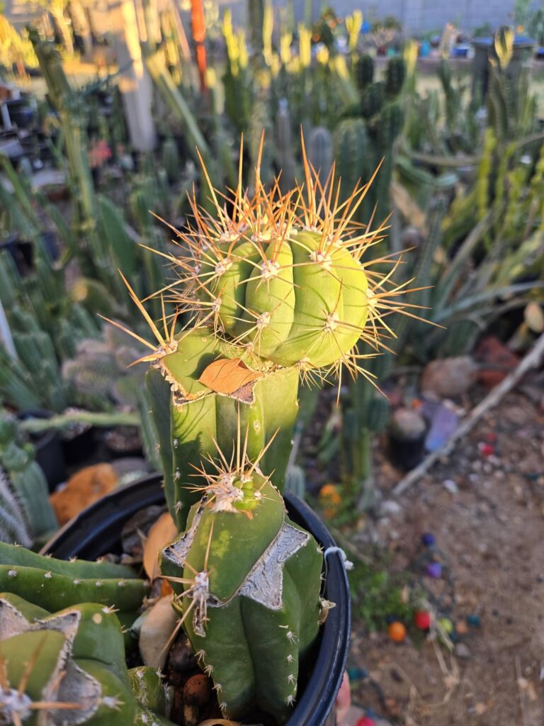 Terscheckii single rib graft popping off! Now if only the others could do the same! I used the areoles from the tip when I grafted the Bruce's dragon to Terscheckii.