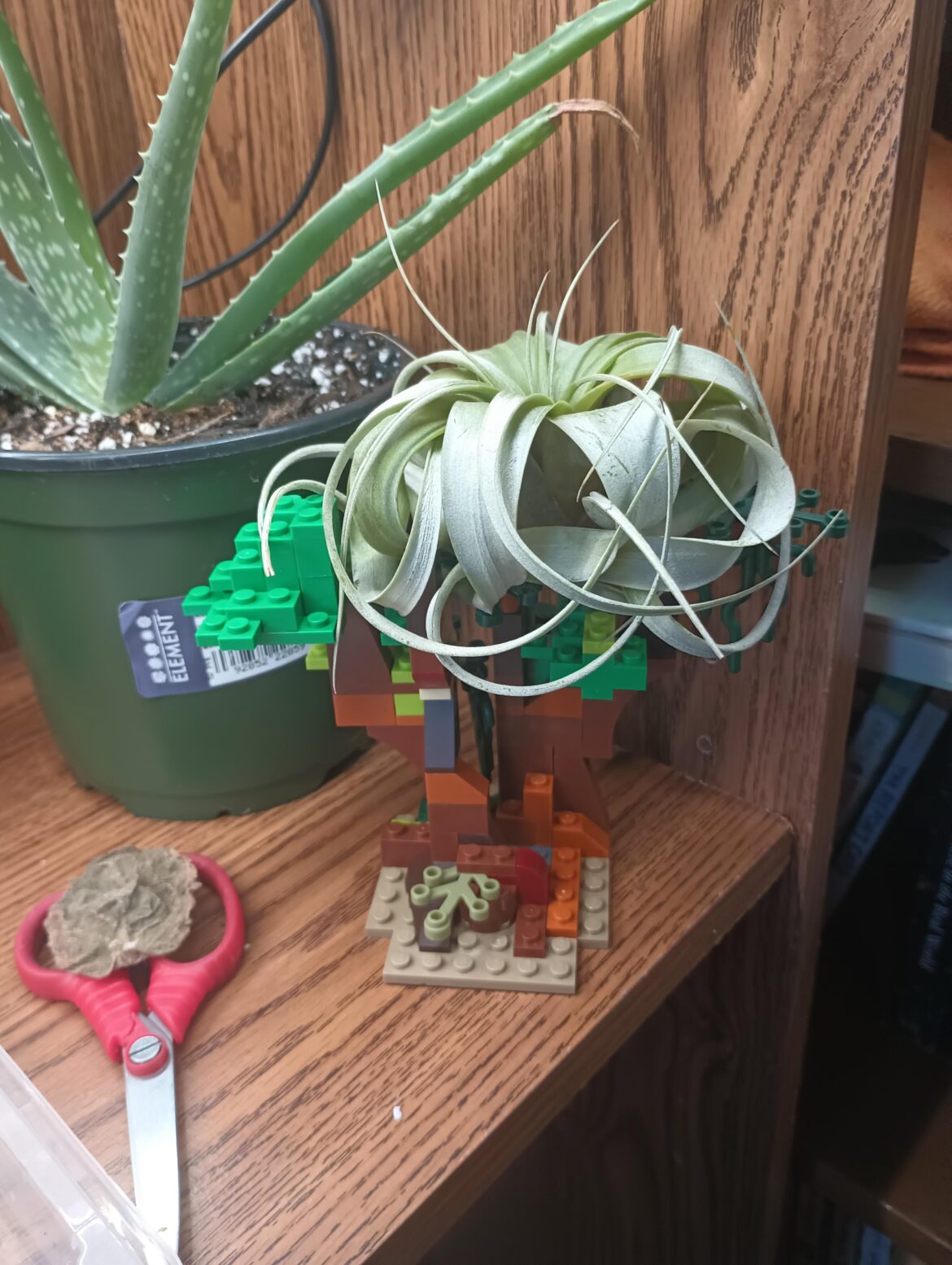 I made a Lego stand for my new xerographica