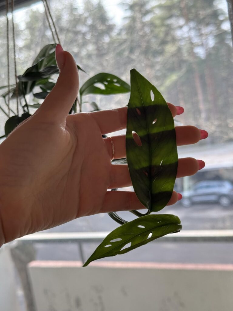 cebu blue or baltic blue??