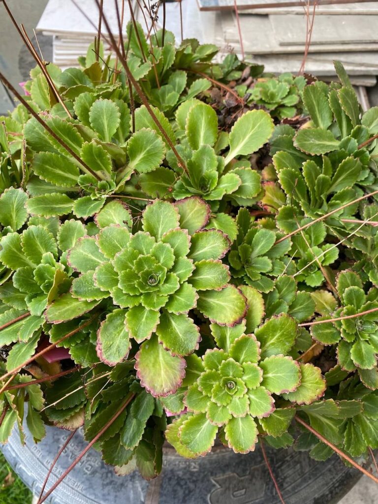 My neighbor just threw it away, so I'm going to adopt it. Does anyone here know if it's a succulent?