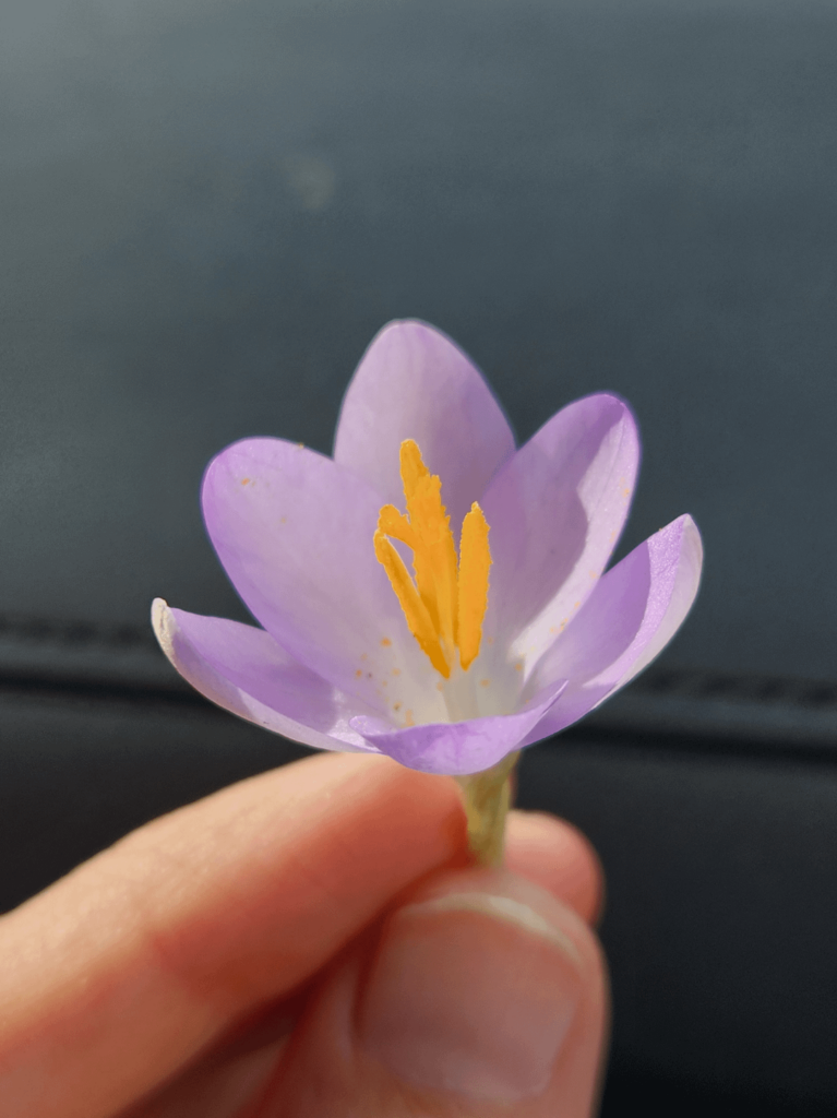 Small crocus? [Virginia]