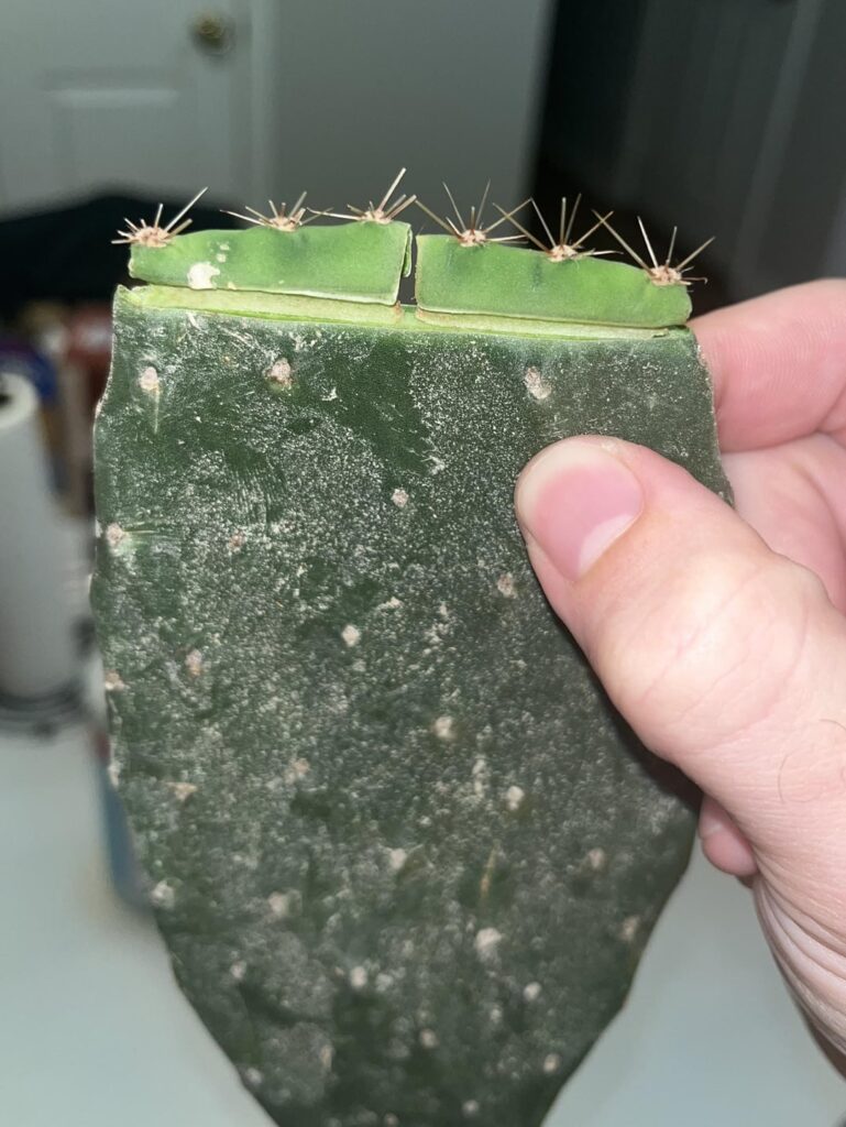 Trichocereus to Opuntia