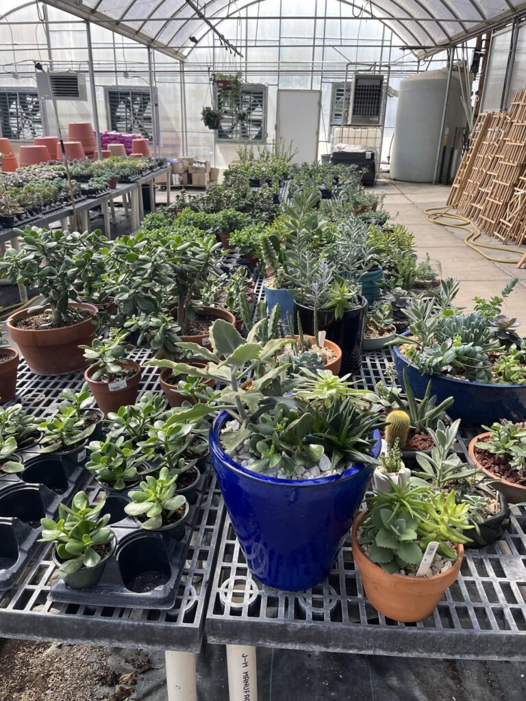 Succulents at my local nursery