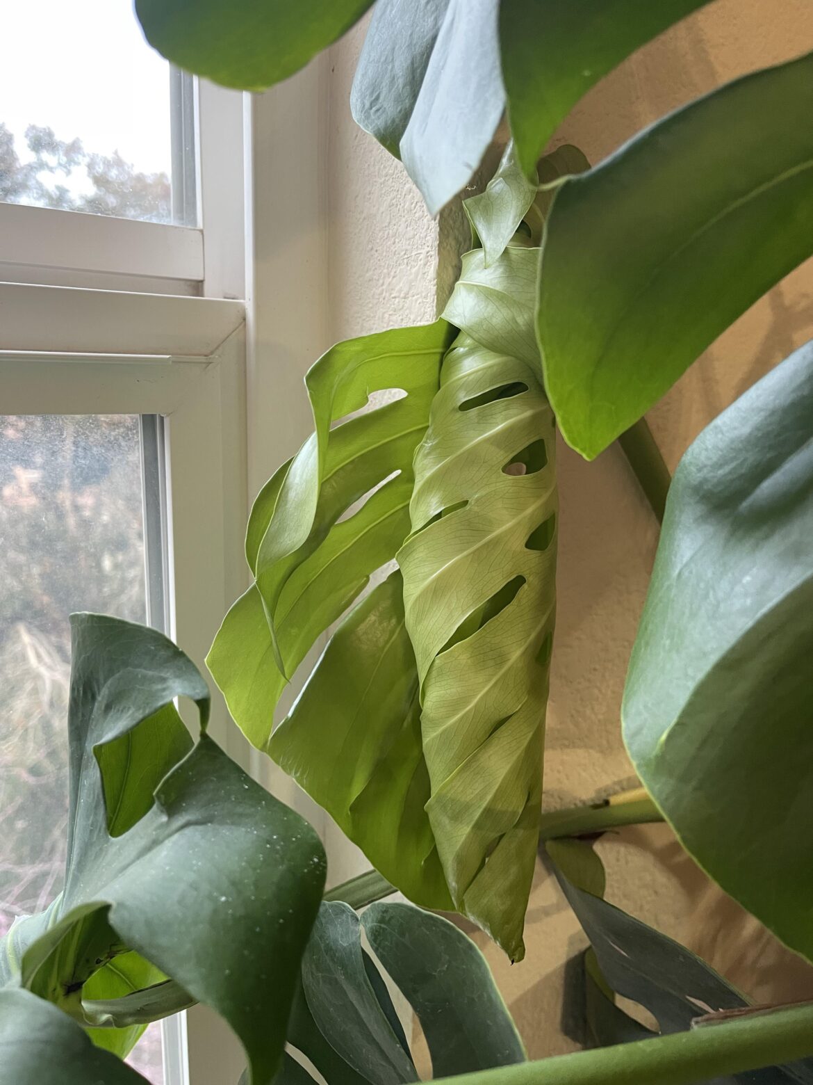 A new leaf! Welcome, welcome!