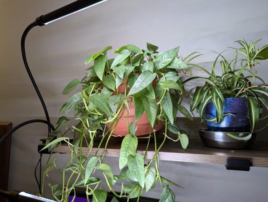 This is my first plant, and I have no idea what I'm doing, but it seems to be growing 🤷