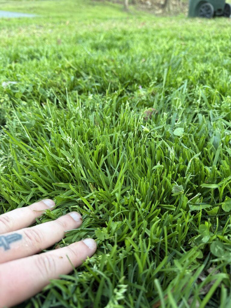 grass type identification
