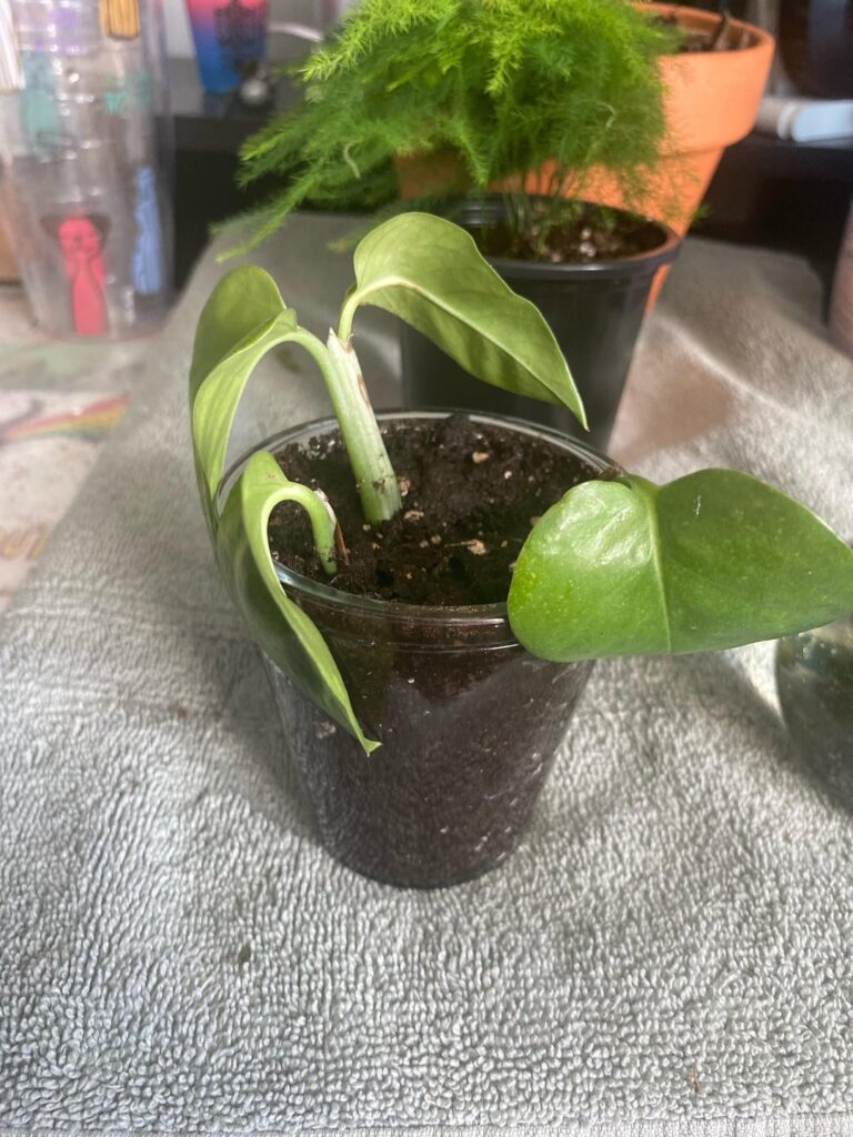 Do these look properly planted to be propagated?