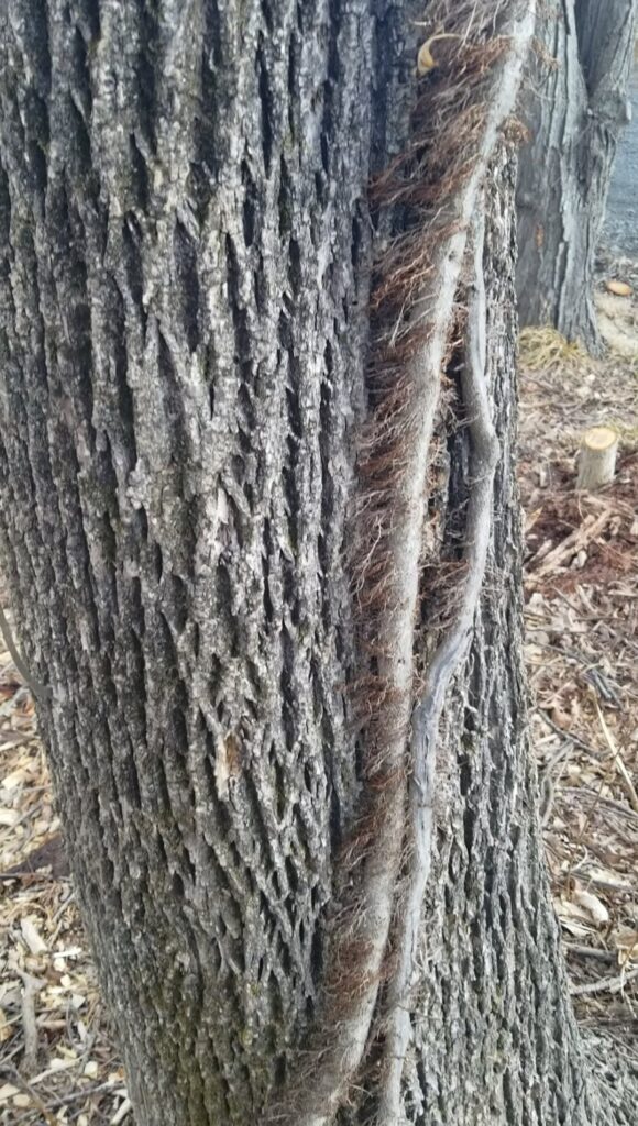 What is this climbing plant parasitizing these trees? (Hudson Valley, NY, USA)