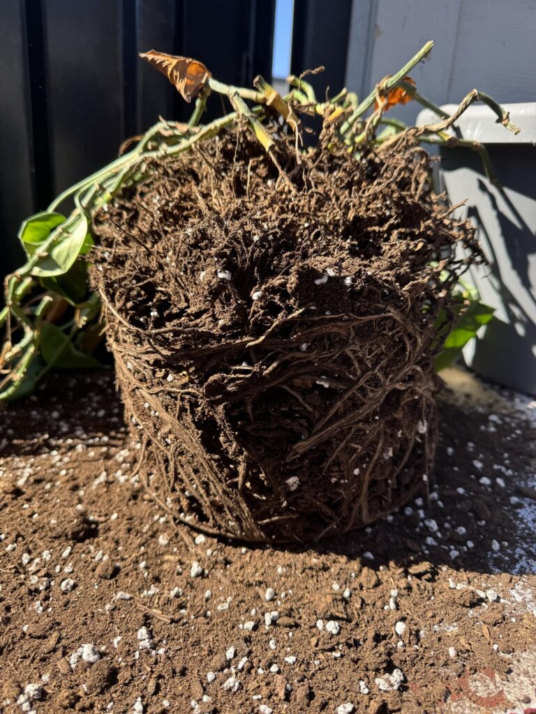 Any idea of why this pothos died?